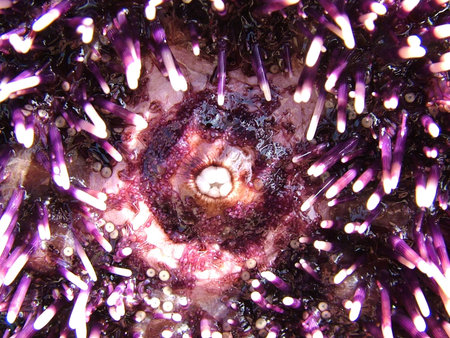 Sea Urchin Detail