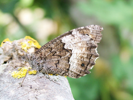 Butterflyの写真素材