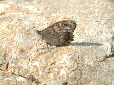 Butterflyの写真素材