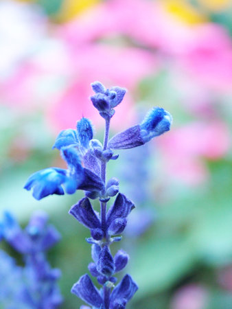 Flowerの写真素材