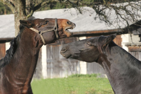 Horse loveの写真素材