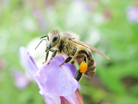 Bee