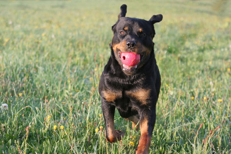 Rottweilerの写真素材