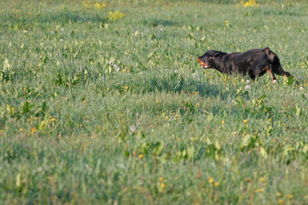 Rottweilerの写真素材