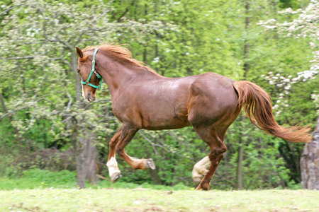 Beautiful Horseの写真素材