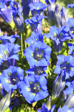 Gentiansの写真素材