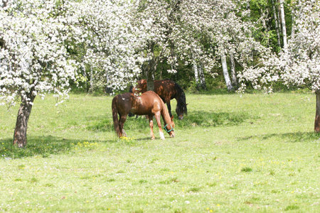 Beautiful Horsesの写真素材