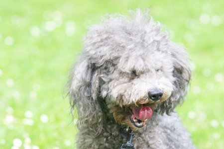 Beautiful Poodleの写真素材