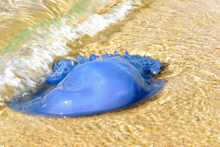 Blue Medusaの写真素材