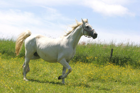 Beautiful Horseの写真素材