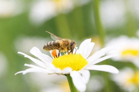 Bee