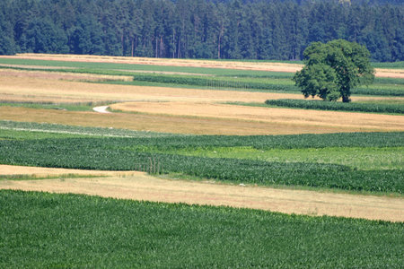 Green Field