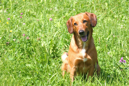 Beautiful Dog