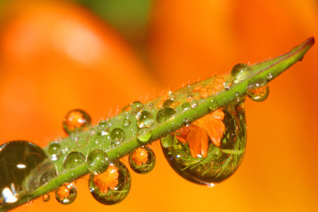 Flower in Dropsの写真素材