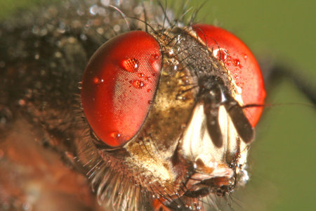 Fly Eyesの写真素材