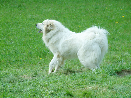 Pyrenean Mountain Dog