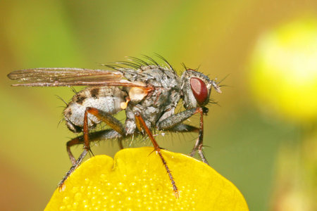 Fly