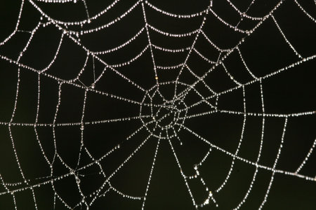 Spider net