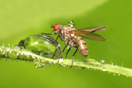 Fly in Drops
