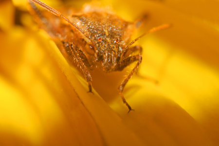 Beetle