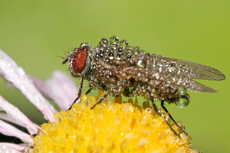 Fly with dropsの写真素材