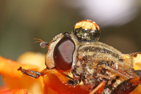 Fly Eyesの写真素材