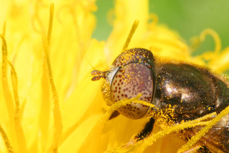 Fly Eyes