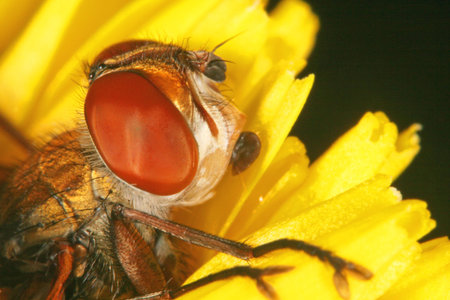 Fly Eyes