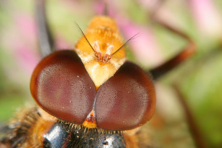 Fly Eyes