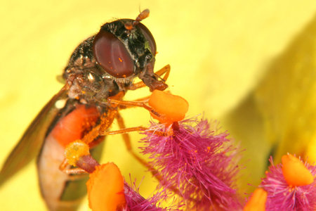 Fly