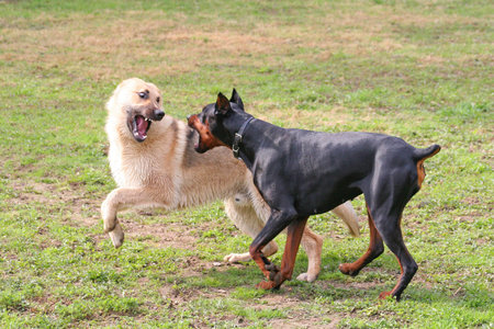 Dogs