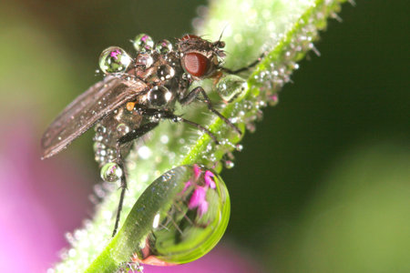 Fly in Drops