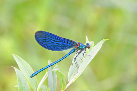 Dragonflyの写真素材