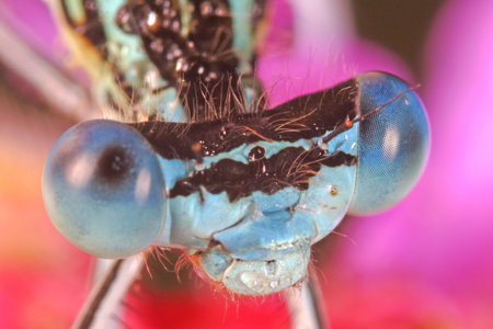 Dragonfly Eyesの写真素材