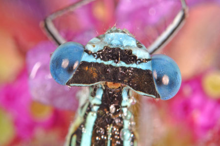 Dragonfly Eyes