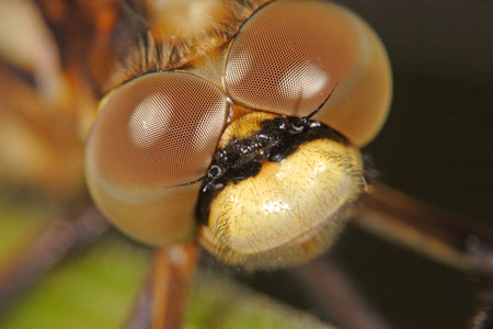 Dragonfly Eyesの写真素材