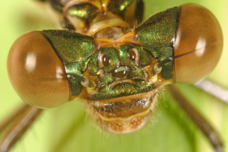 Dragonfly Eyes