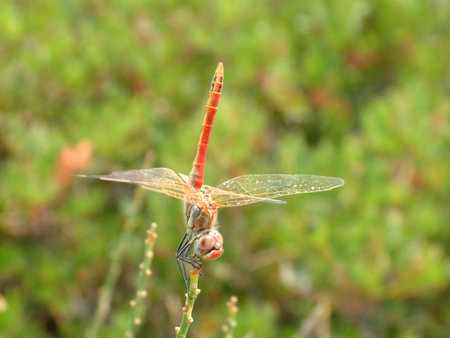 Dragonfly