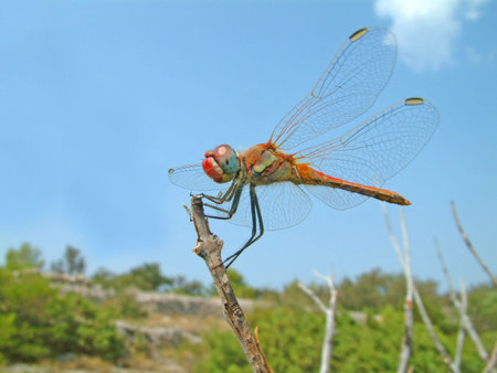 Dragonfly の写真素材