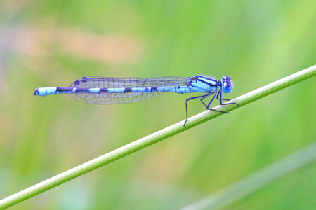 Dragonfly の写真素材