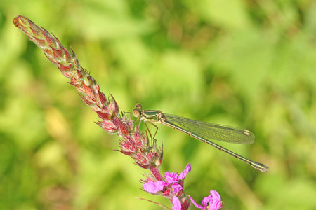 Dragonfly