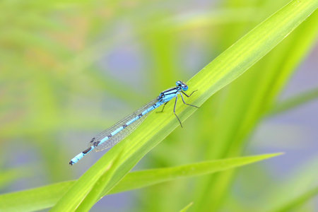 Dragonfly close up on the leafの写真素材