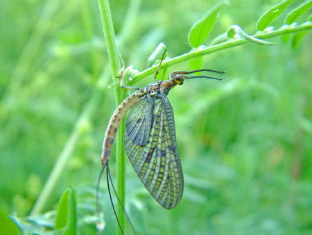 Mayfly close up on the leafの写真素材