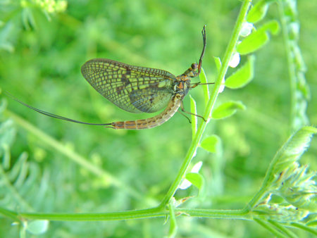 Mayfly close up on the leafの写真素材