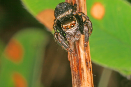 Jumping Spiderの写真素材