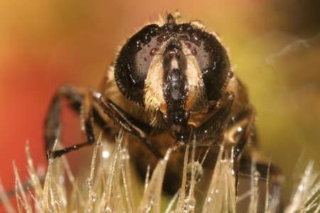 Dew Fly