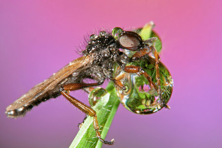 Dew Flyの写真素材