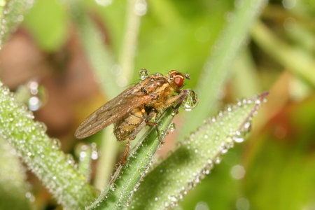 Dew Flyの写真素材