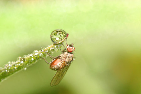 Dew Flyの写真素材