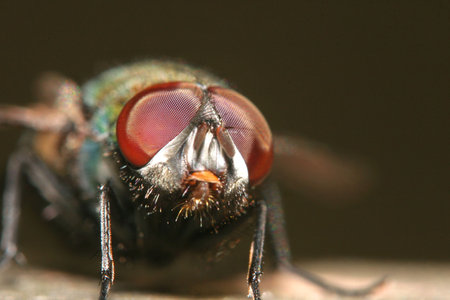 Fly